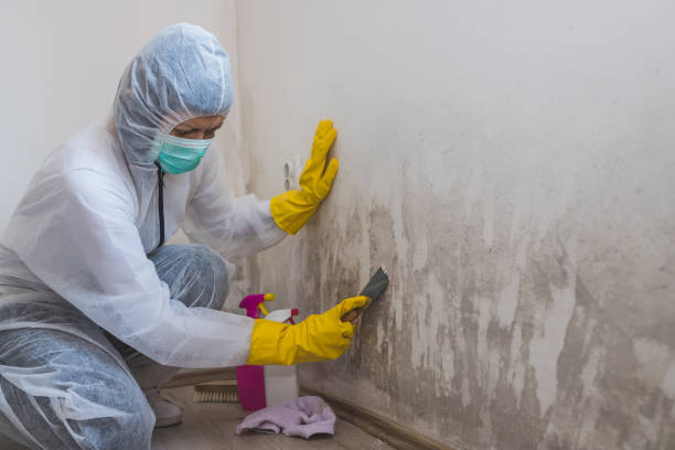 Best Mold Damage Repair  in Marion, TX