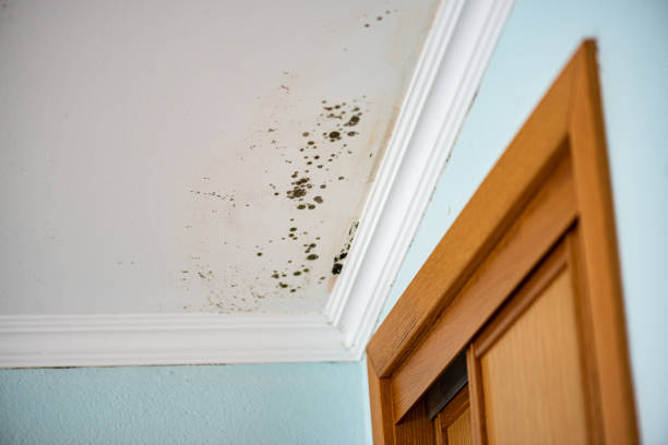 Best Certified Mold Removal  in Marion, TX