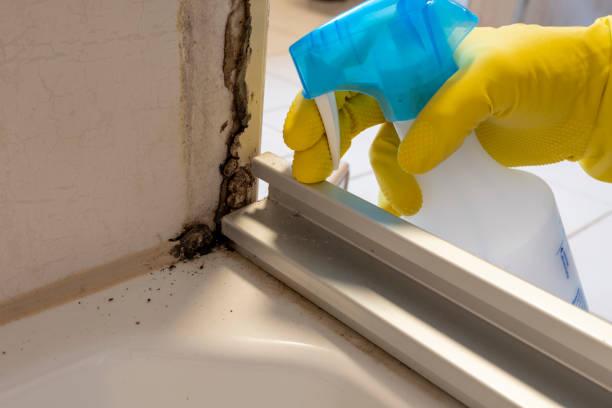 Best Residential Mold Removal  in Marion, TX