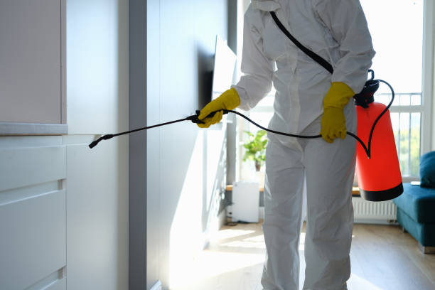 Best Same-Day Mold Removal  in Marion, TX