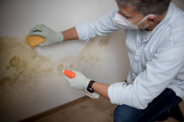 Best Mold Cleaning Services  in Marion, TX