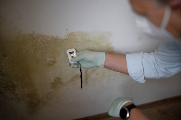 Best Toxic Mold Removal  in Marion, TX