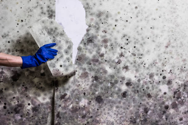 Best Crawl Space Mold Removal  in Marion, TX