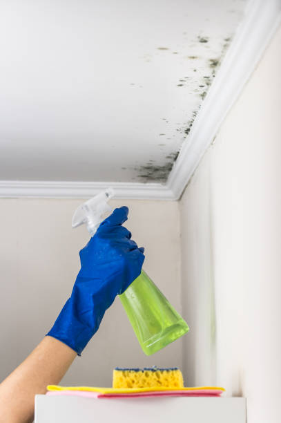 Mold Testing and Removal in Marion, TX